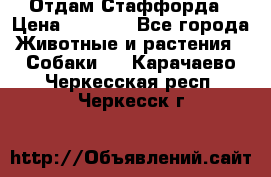 Отдам Стаффорда › Цена ­ 2 000 - Все города Животные и растения » Собаки   . Карачаево-Черкесская респ.,Черкесск г.